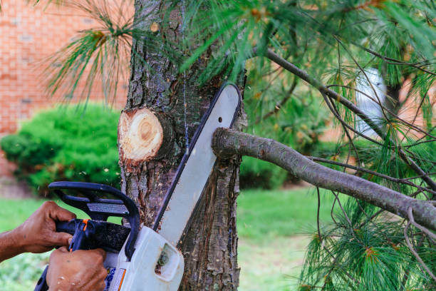 Best Best Tree Removal Services  in La Cienega, NM